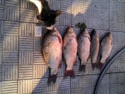 IMG_20130821_180336.jpg