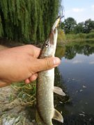 DSC01448.JPG