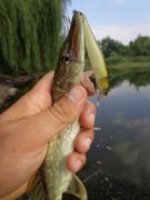 DSC01449.JPG