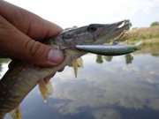 DSC01446.JPG