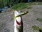 DSC08652.JPG