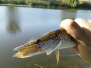 DSC08651.JPG