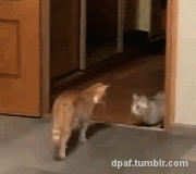 1377839903_1377774793_gifkismeshnyegifkianimashki_888623578.gif