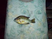 DSC00705.JPG
