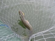 IMG_0105.JPG