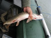 IMG_0111.JPG