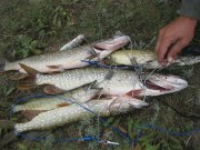IMG_0173.JPG