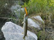 DSC08775.JPG