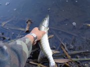 DSC01495.JPG