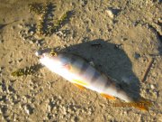 IMG_0737.JPG