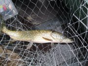IMG_0242.JPG