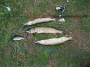 IMG_0252.JPG