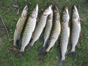IMG_0292.JPG
