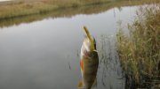 IMG_1809.jpg