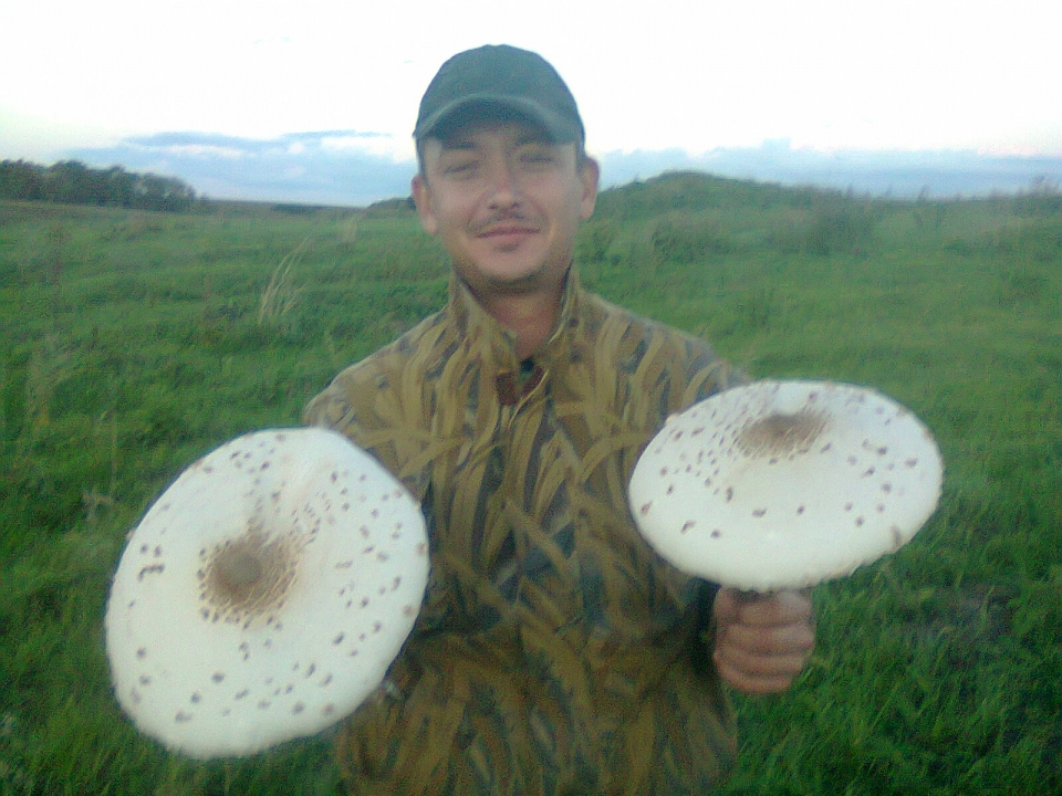 Вот такие грибочки