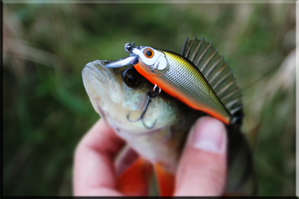Zip Baits Khamsin,окунь,щука
